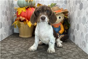 Cecile - Mini Dachshund for sale