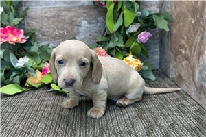 Winchester - puppy for sale