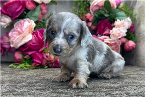 Mister - Dachshund, Mini for sale