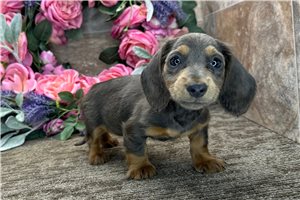 Taylor - Dachshund, Tweenie for sale