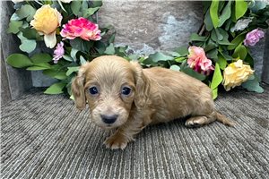 Jason - puppy for sale