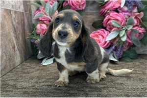 Kylie - Dachshund, Tweenie for sale