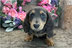 Travis - Dachshund, Tweenie for sale