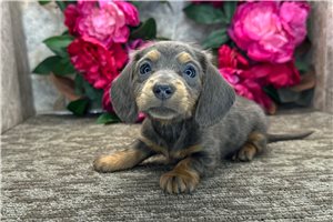 Taylor - Dachshund, Tweenie for sale