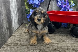 Drue - puppy for sale