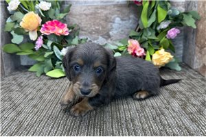 Travis - Tweenie Dachshund for sale