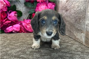 Kelsey - Dachshund, Tweenie for sale