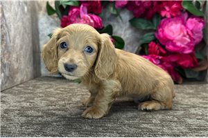 Jason - Dachshund, Tweenie for sale