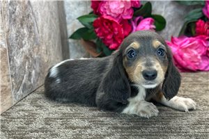 Kylie - Dachshund, Tweenie for sale
