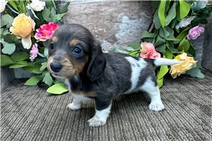 Kylie - puppy for sale