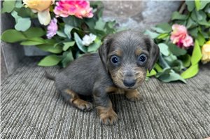 Taylor - puppy for sale