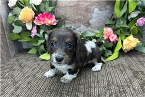 Kelsey - puppy for sale