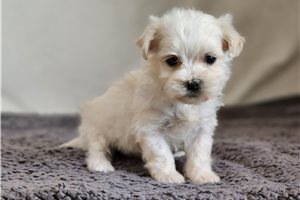 Demy - Havanese for sale