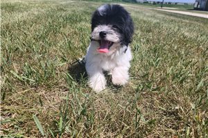 Samantha - Havanese for sale