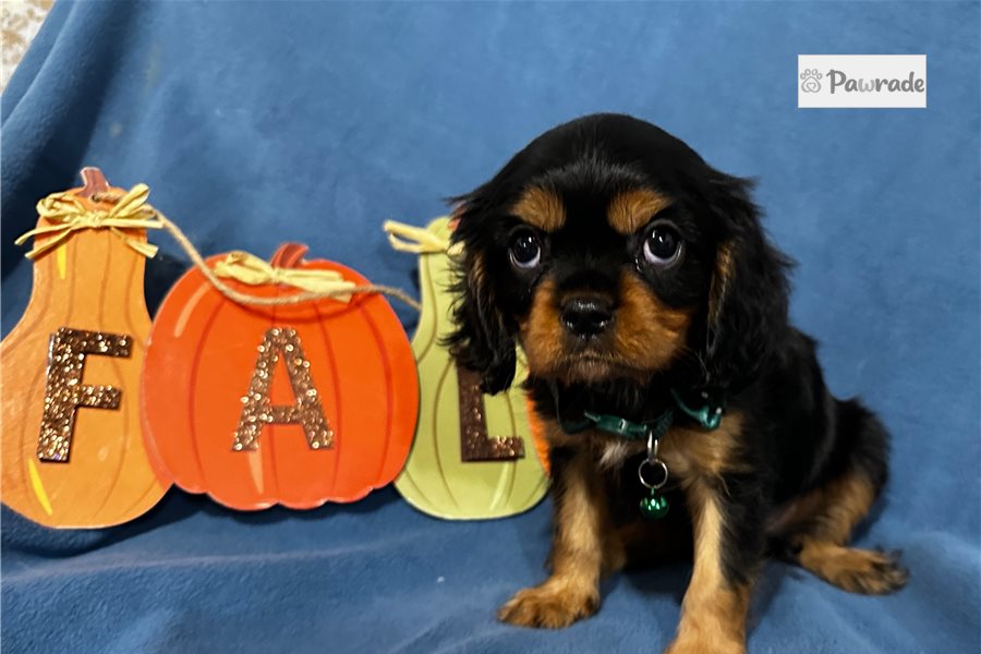 Bronx - Cavalier King Charles Spaniel for sale