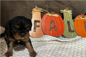 Bronx - puppy for sale