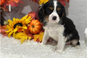 Bogie - Cavalier King Charles Spaniel for sale
