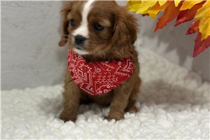 Bourbon - Cavalier King Charles Spaniel for sale