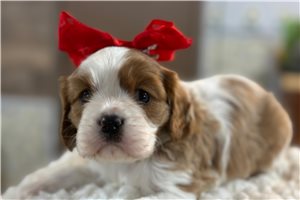 Wynter - Cavalier King Charles Spaniel for sale