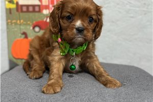 Bootsie - puppy for sale