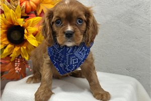 Bowser - Cavalier King Charles Spaniel for sale