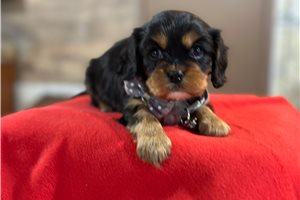 Rogue - Cavalier King Charles Spaniel for sale