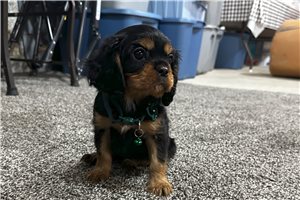 Bronx - Cavalier King Charles Spaniel for sale