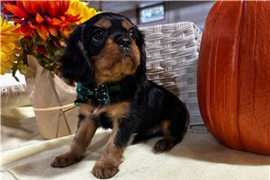 Bronx - Cavalier King Charles Spaniel for sale