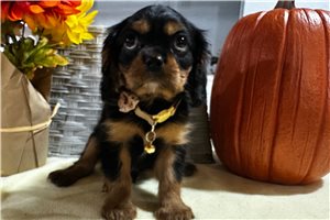 Brinx - Cavalier King Charles Spaniel for sale