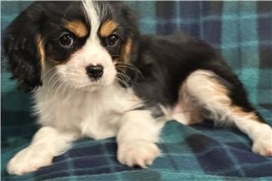 Ruger - Cavalier King Charles Spaniel for sale