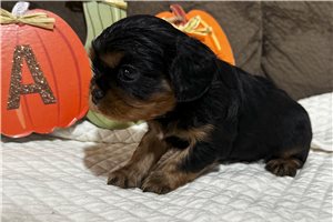 Brinx - Cavalier King Charles Spaniel for sale