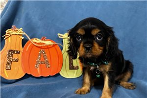 Bronx - Cavalier King Charles Spaniel for sale