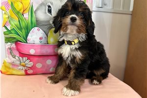 Kliffton - Cavapoo for sale