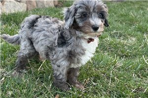 Keiton - Cavapoo for sale