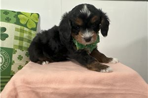 Kliffton - puppy for sale