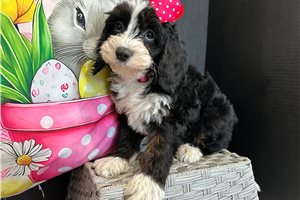 Keeleigh - Cavapoo for sale
