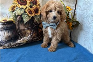 Shem - puppy for sale