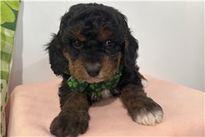 Krogan - Cavapoo for sale
