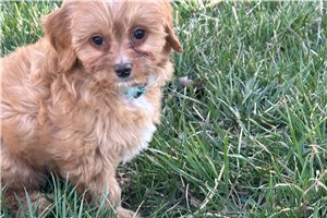 Keegan - Cavapoo for sale