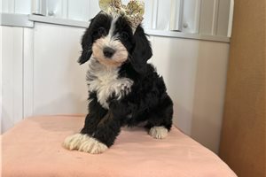 Keeleigh - Cavapoo for sale