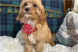 Keegan - Cavapoo for sale
