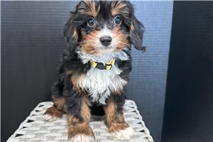 Kliffton - Cavapoo for sale