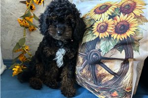 Sassy - puppy for sale