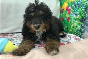 Krogan - Cavapoo for sale