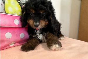 Krogan - Cavapoo for sale
