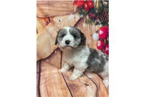 Nelson - Cavapoo for sale