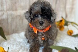 Shay - puppy for sale