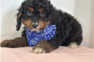 Krogan - Cavapoo for sale