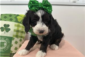 Keeleigh - puppy for sale