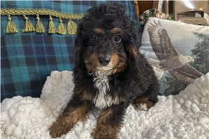 Krogan - Cavapoo for sale
